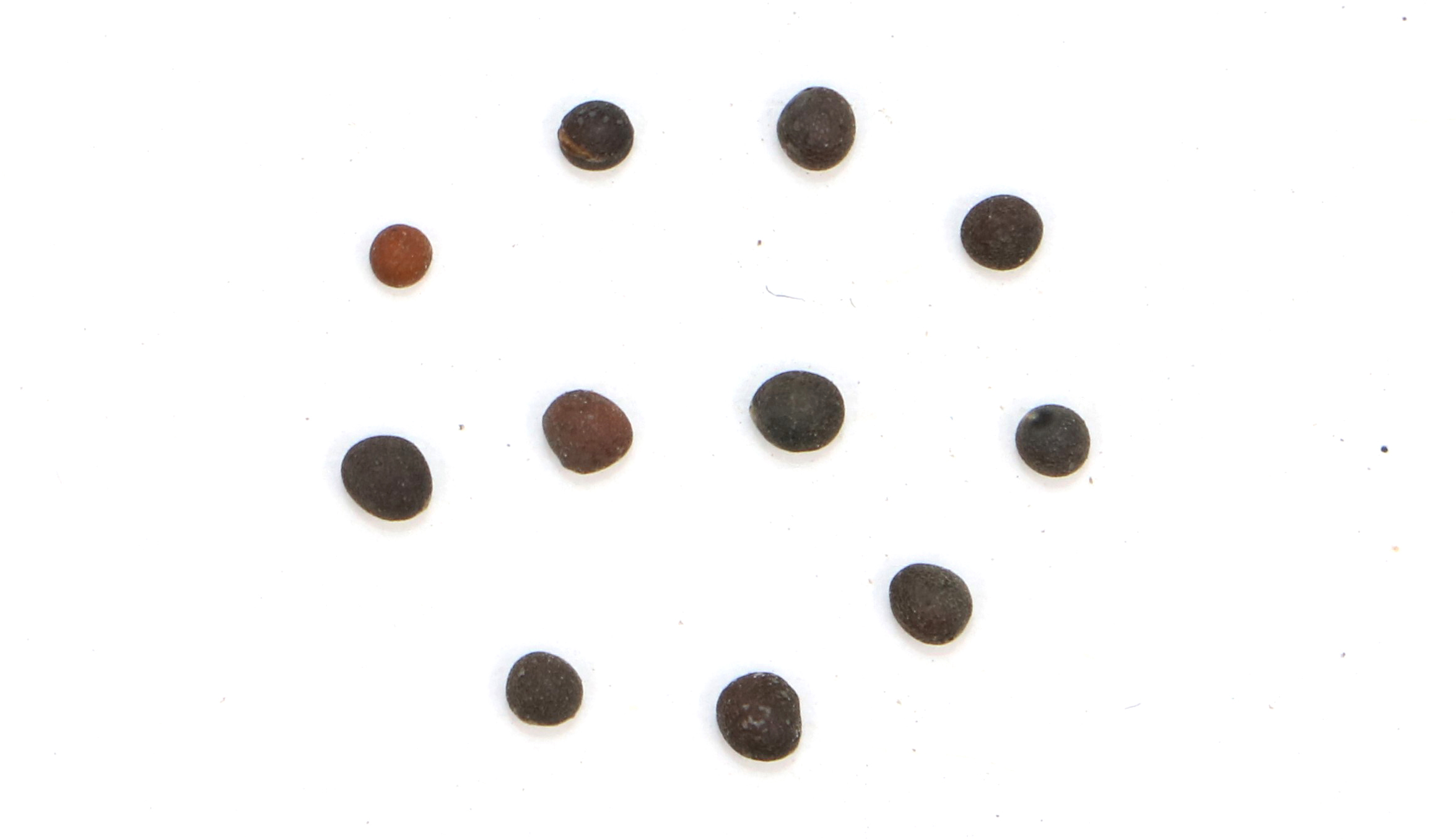 LEF0014