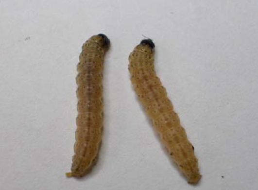 香港常見蟲害 Seedtec