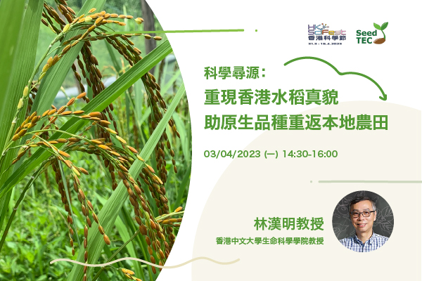 科學尋源：重現香港水稻真貌 助原生品種重返本地農田 (2023年4月3日)